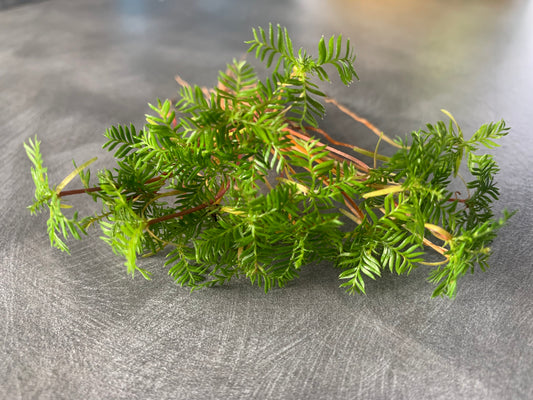 30 Kahikatea Seedlings (NZs Tallest Native Tree)