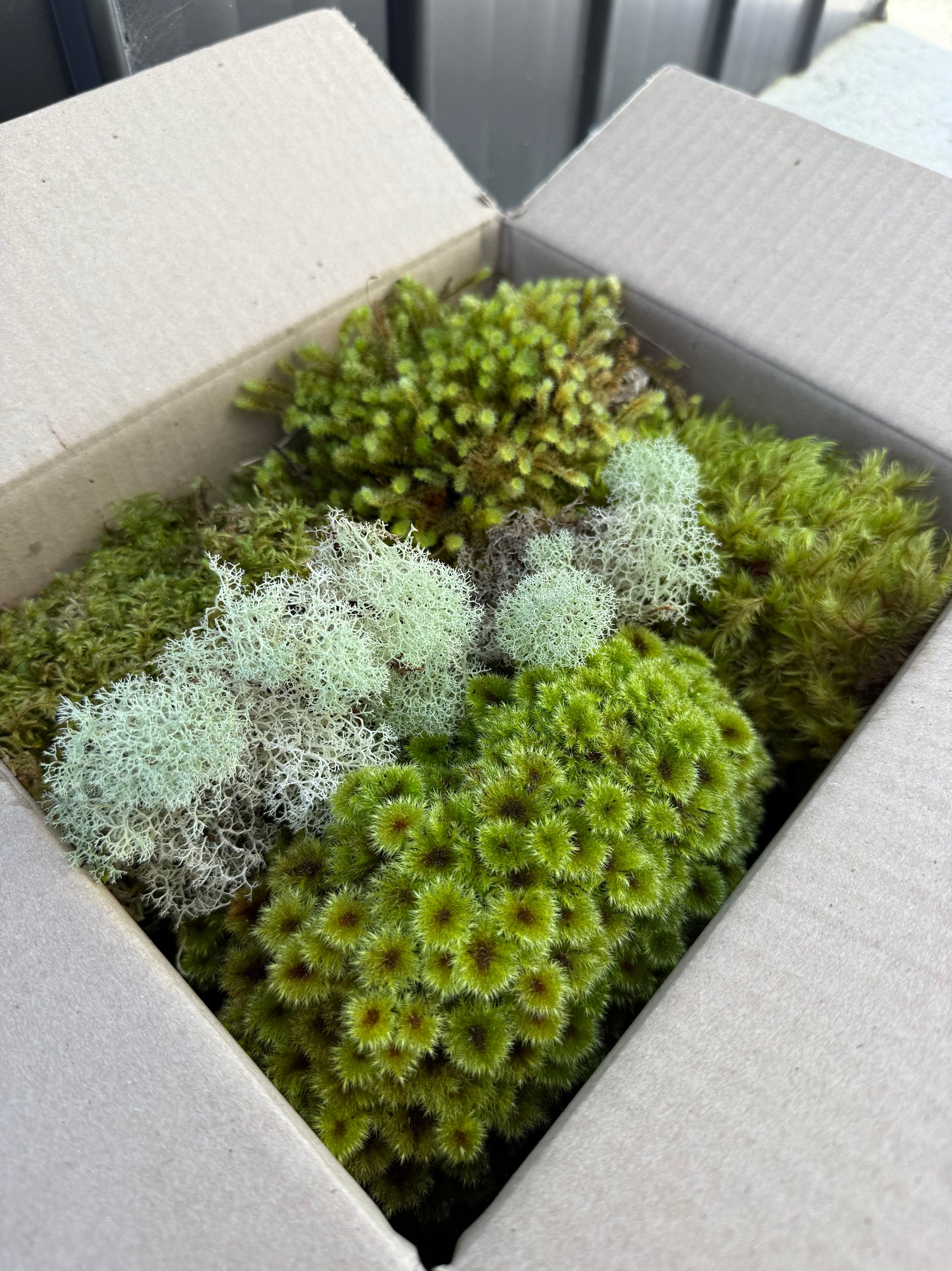 Bulk Living Mixed Moss - Large box