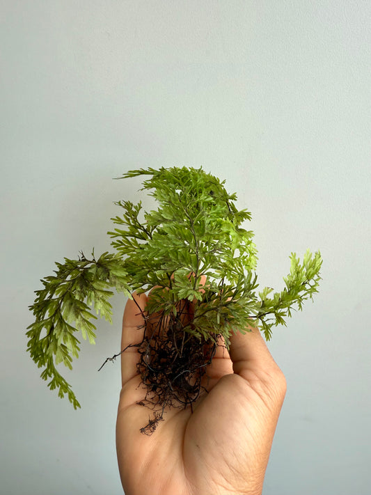 Filmy Fern
