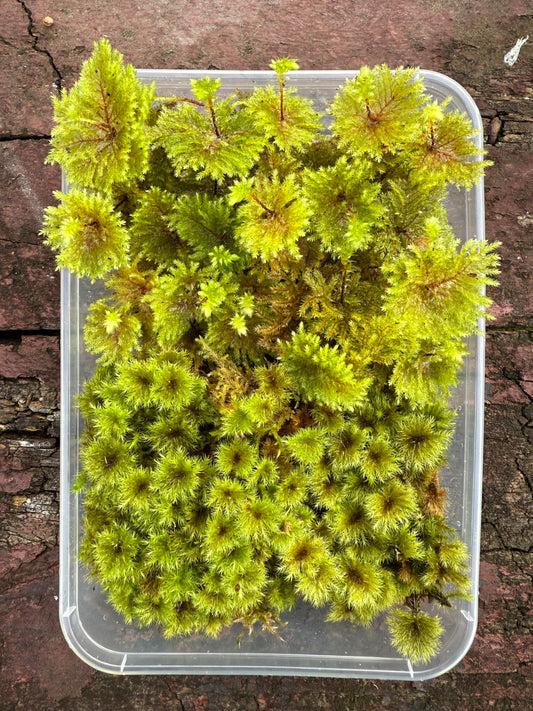 Mixed Umbrella Moss