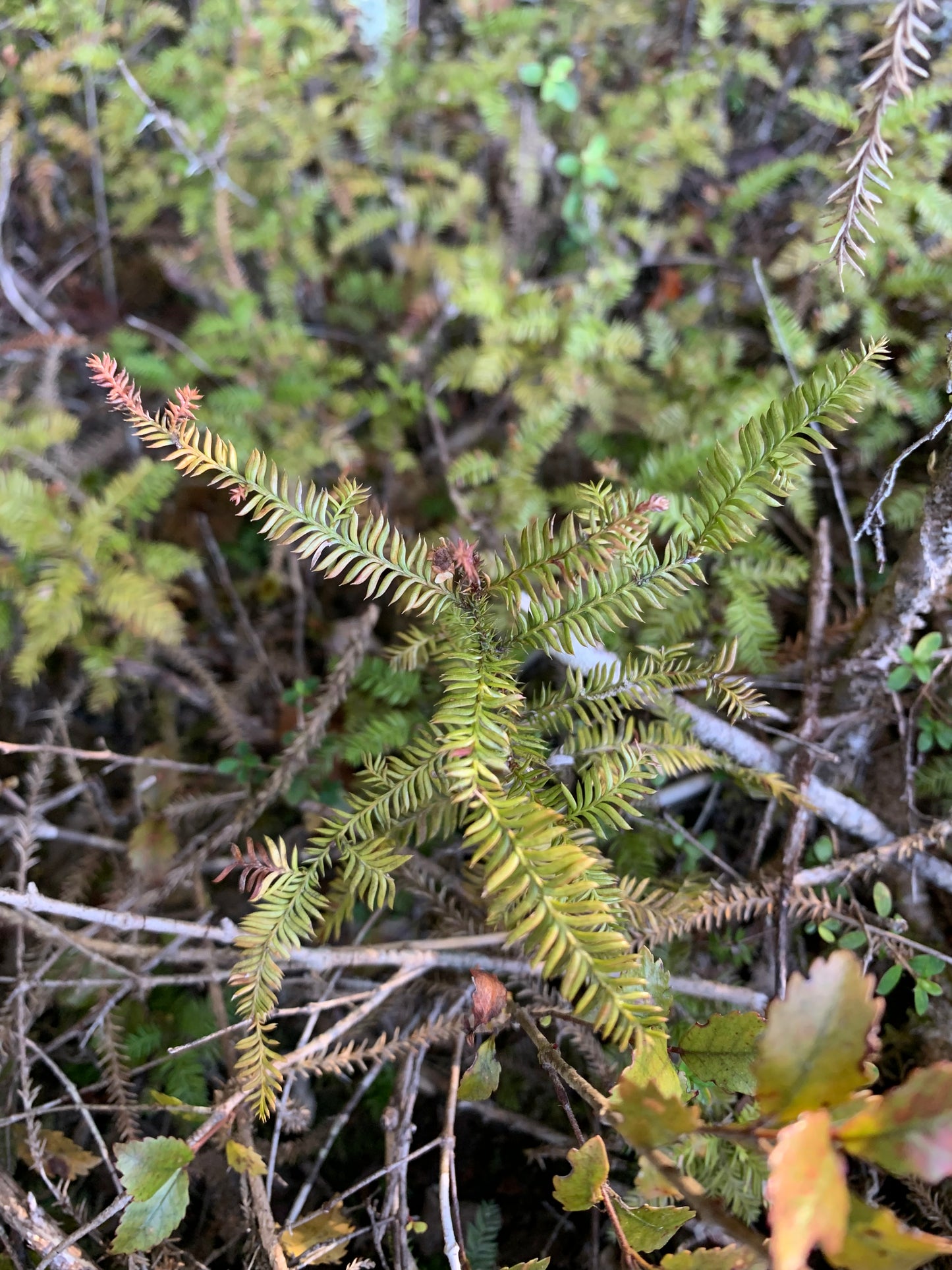 30 Kahikatea Seedlings (NZs Tallest Native Tree)