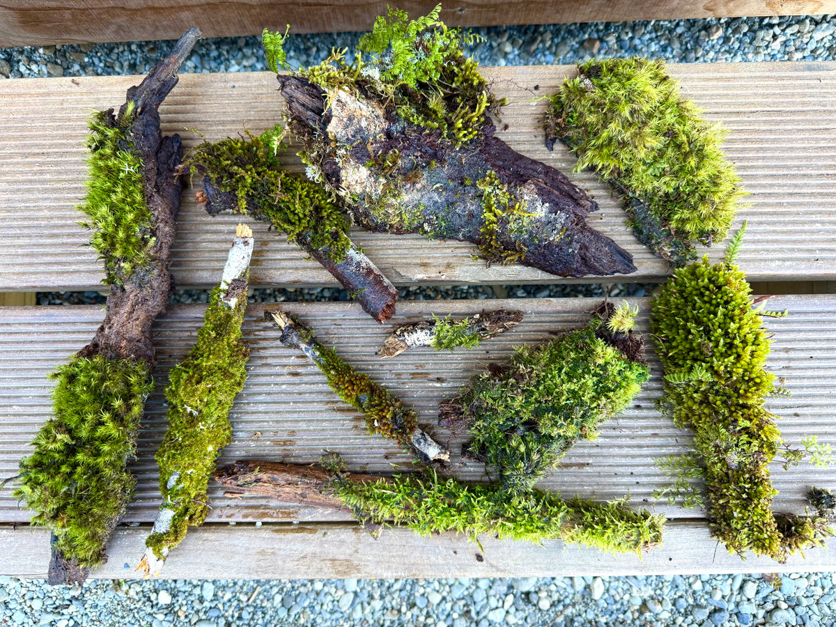 Natural Moss Covered Sticks - 10 Piece Terrarium Pack