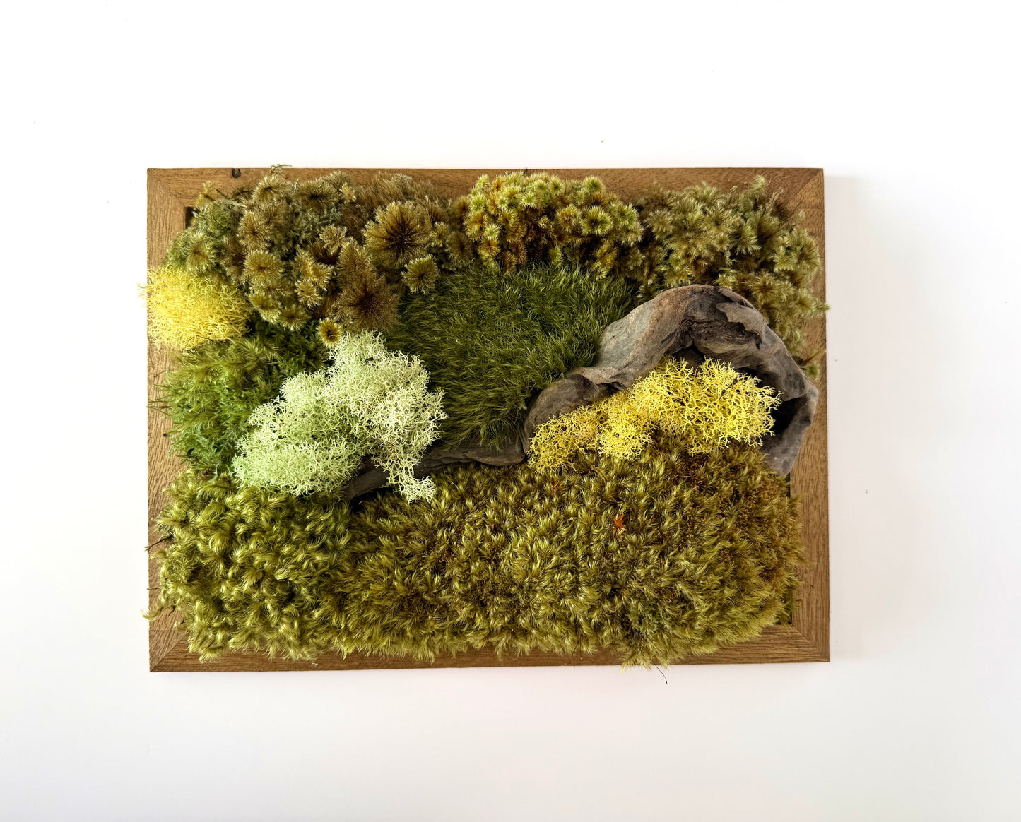 Mixed Preserved Moss – 3 Natural Varieties for Moss Walls & Crafts