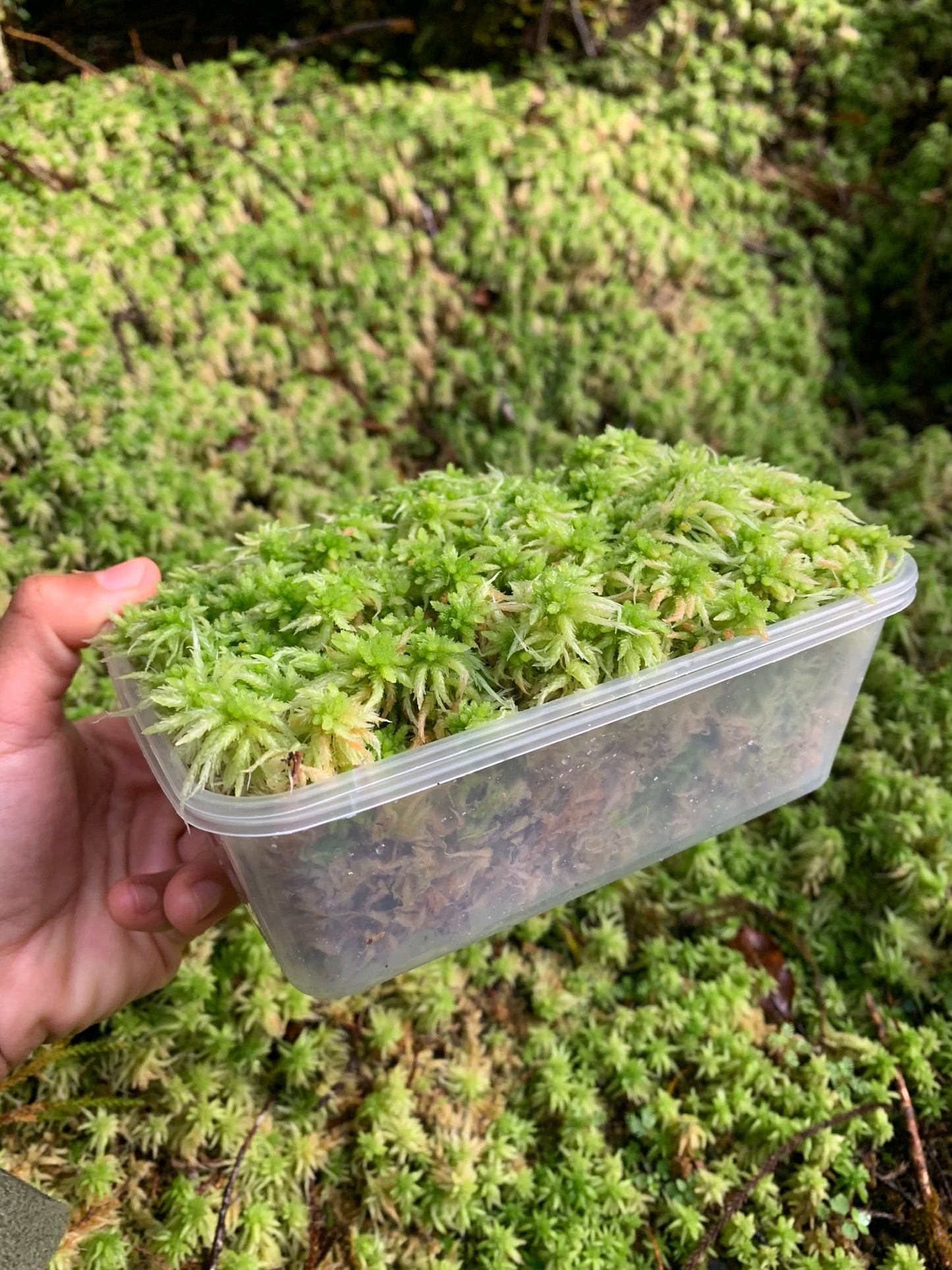 Live Green Sphagnum Moss Tips (Sphagnum cristatum)