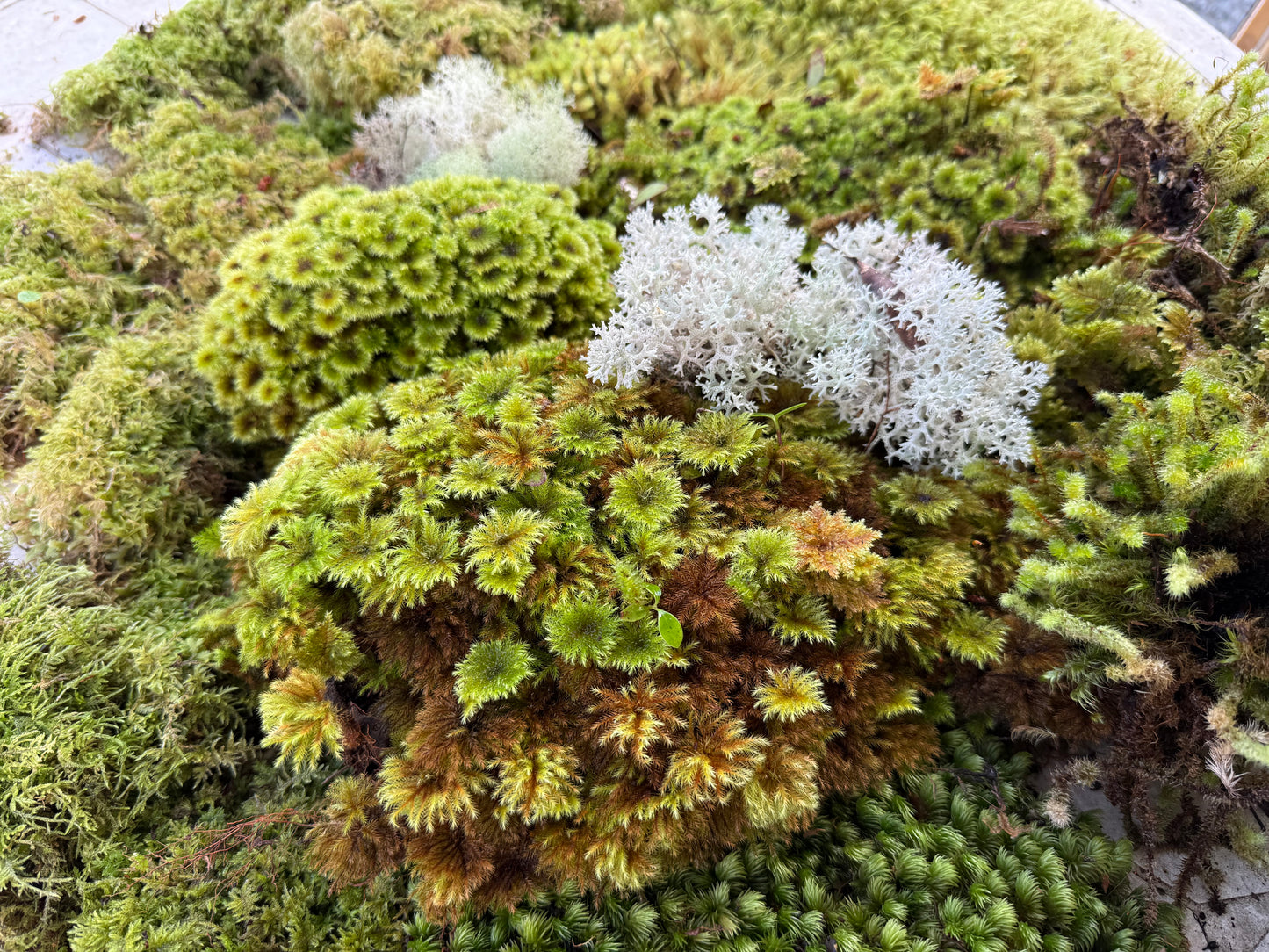 Bulk Living Mixed Moss - Large box
