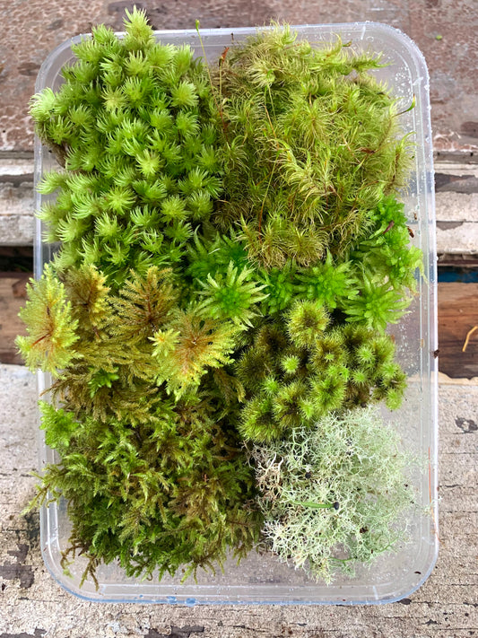 Living Terrarium Moss (7 Mixed Varieties)