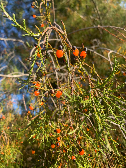 60 Kahikatea seeds (NZ's Tallest Native Tree)