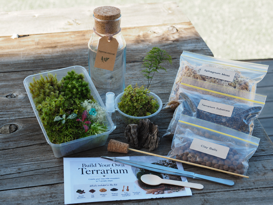 DIY Full Terrarium Starter Kit – Glass Jar, Plants & Tools Included