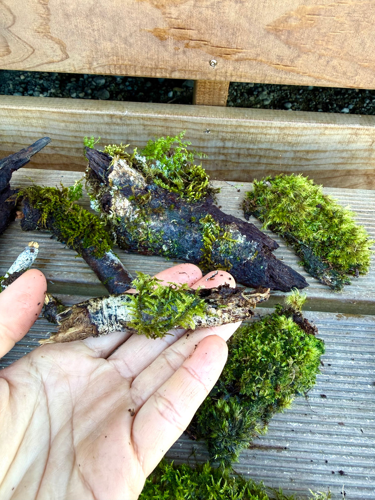 Natural Moss Covered Sticks - 10 Piece Terrarium Pack