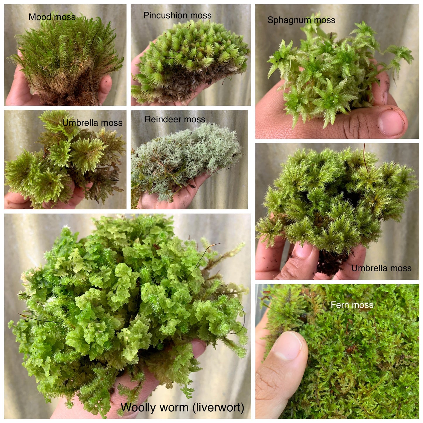 Living Terrarium Moss and Liverwort (10 Mixed Varieties)