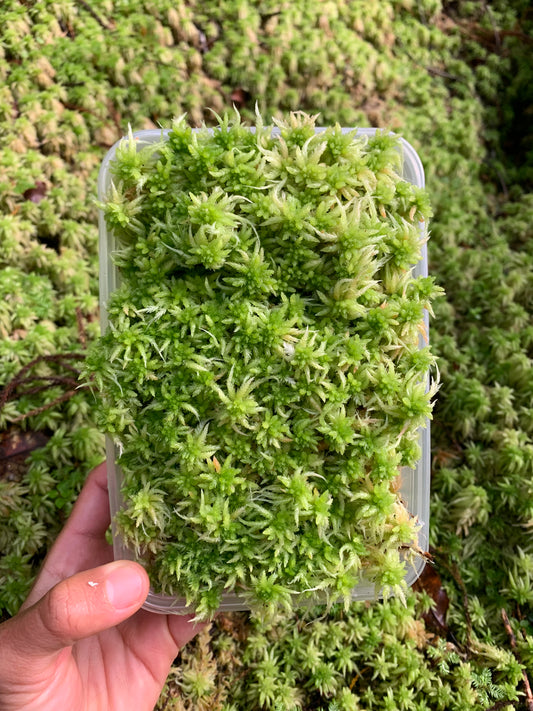 Live Green Sphagnum Moss Tips (Sphagnum cristatum)