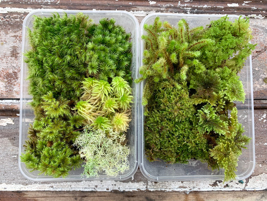 Living Terrarium Moss and Liverwort (9 Mixed Varieties)
