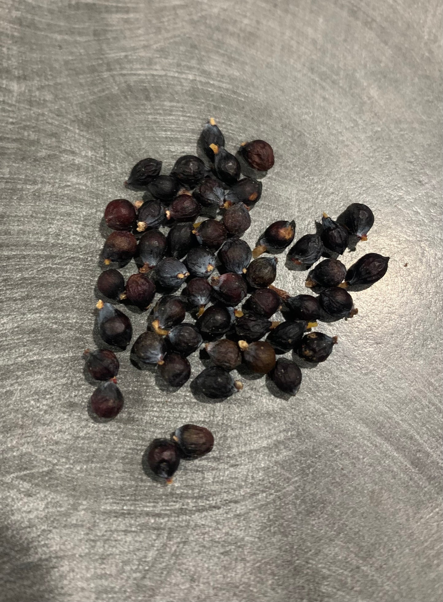 60 Kahikatea seeds (NZ's Tallest Native Tree)