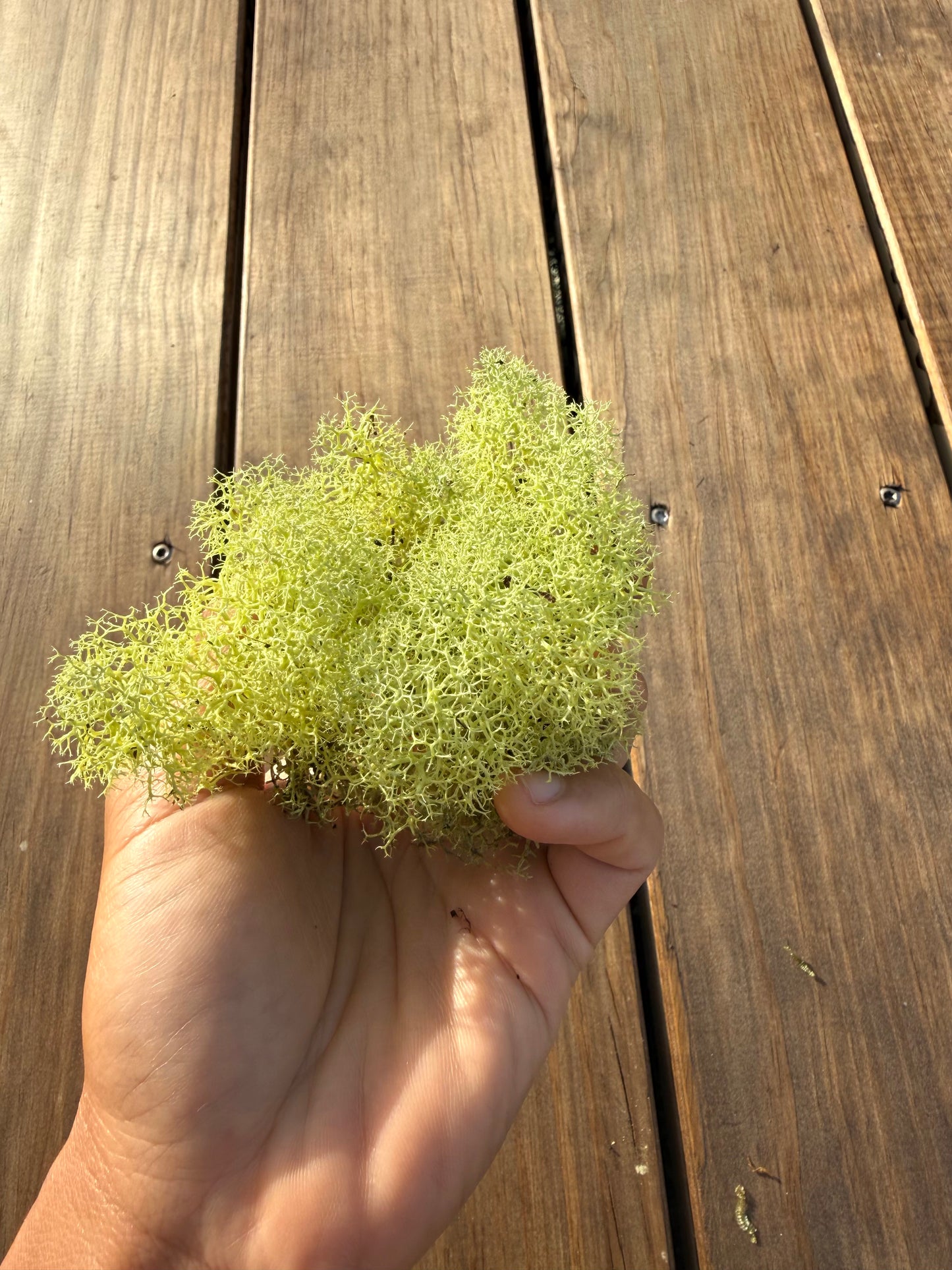 Mixed Preserved Moss – 3 Natural Varieties for Moss Walls & Crafts