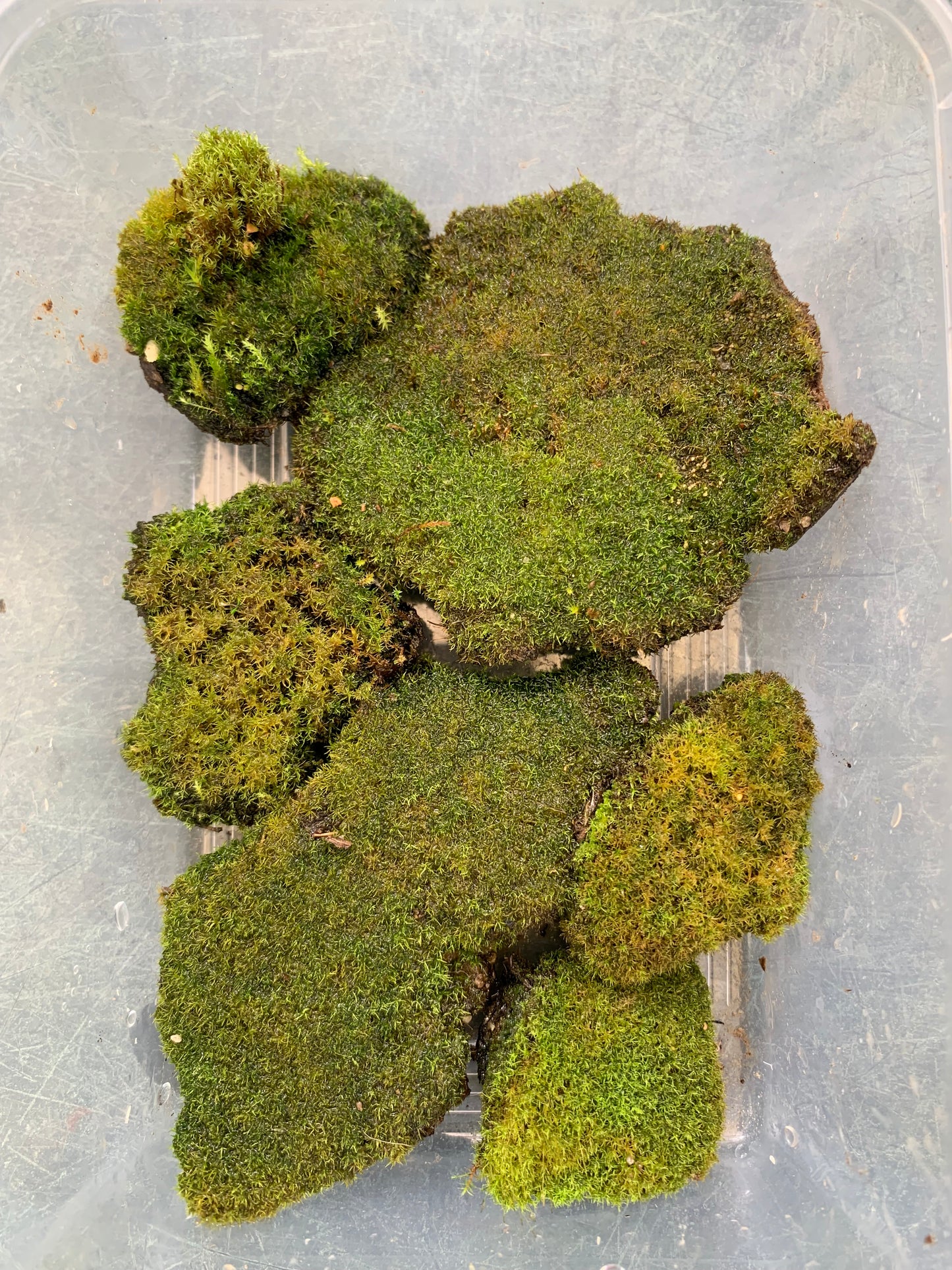 Threaded moss (Bryum moss, Sun Tolerant Moss)