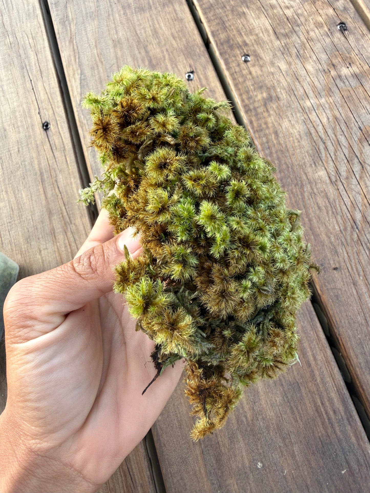 Mixed Preserved Moss – 3 Natural Varieties for Moss Walls & Crafts