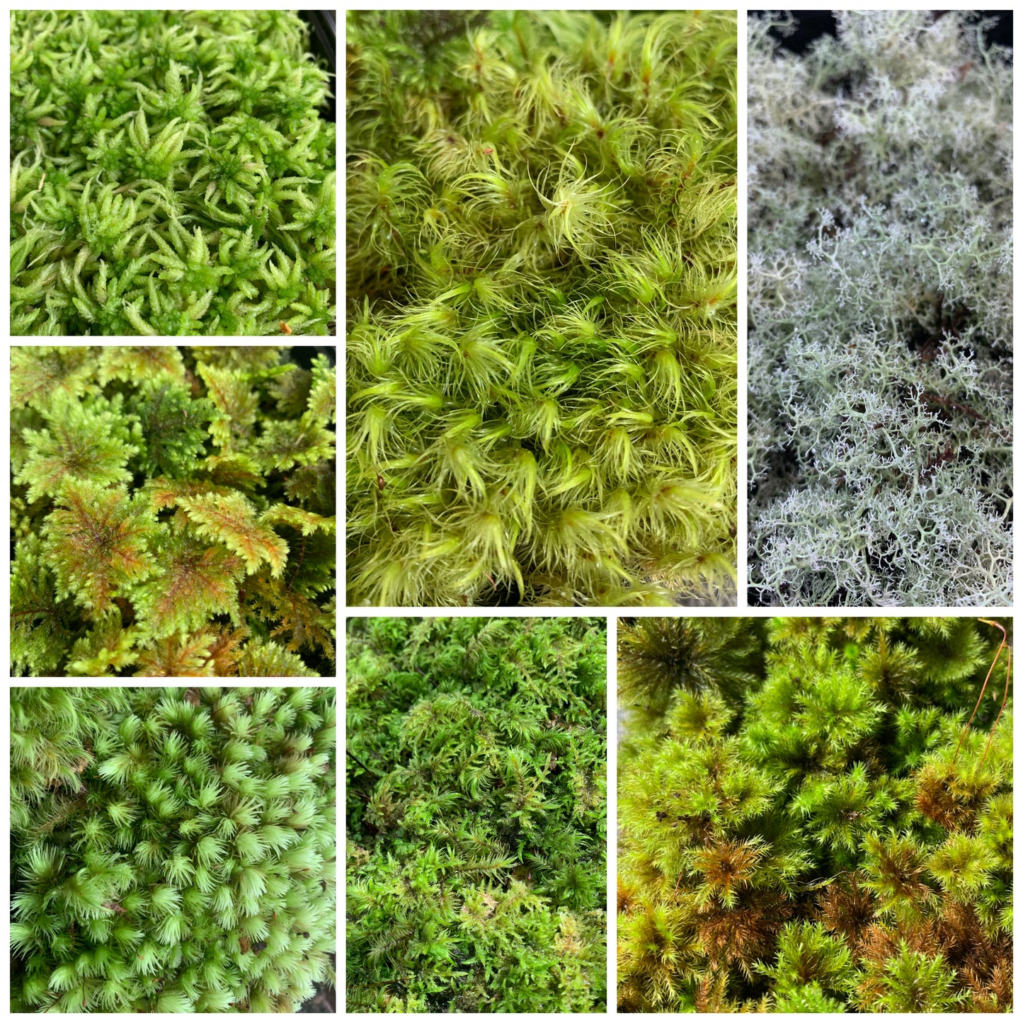 Living Terrarium Moss (7 Mixed Varieties)