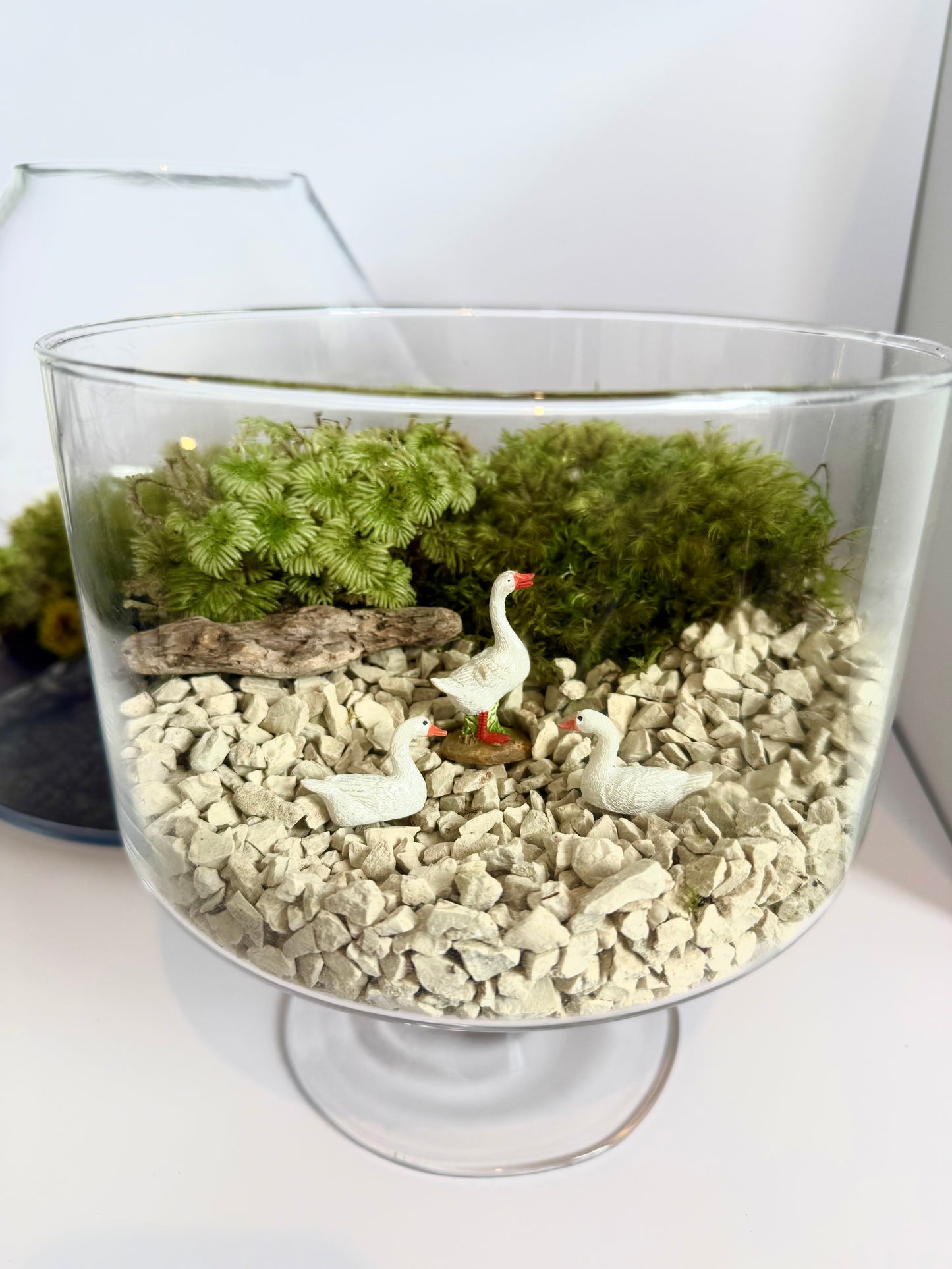 Mixed Preserved Moss – 3 Natural Varieties for Moss Walls & Crafts