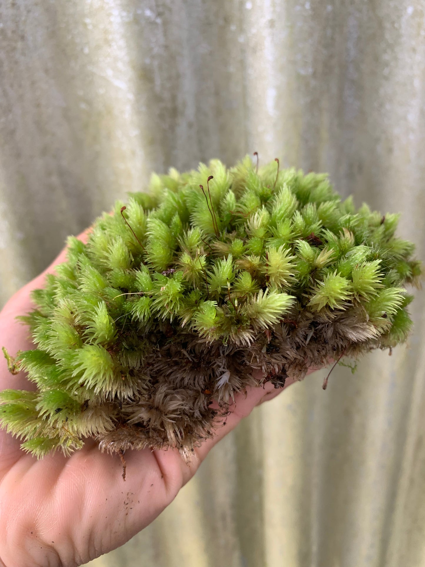 Milk Moss, Pincushion moss (Leucobryum javense)