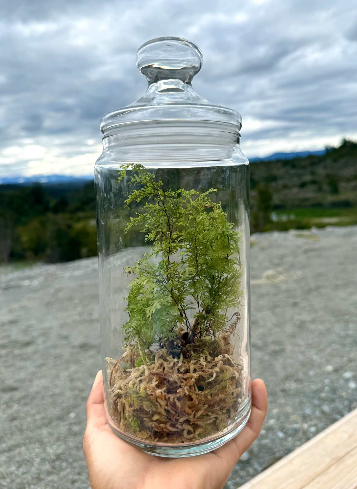 Filmy Fern
