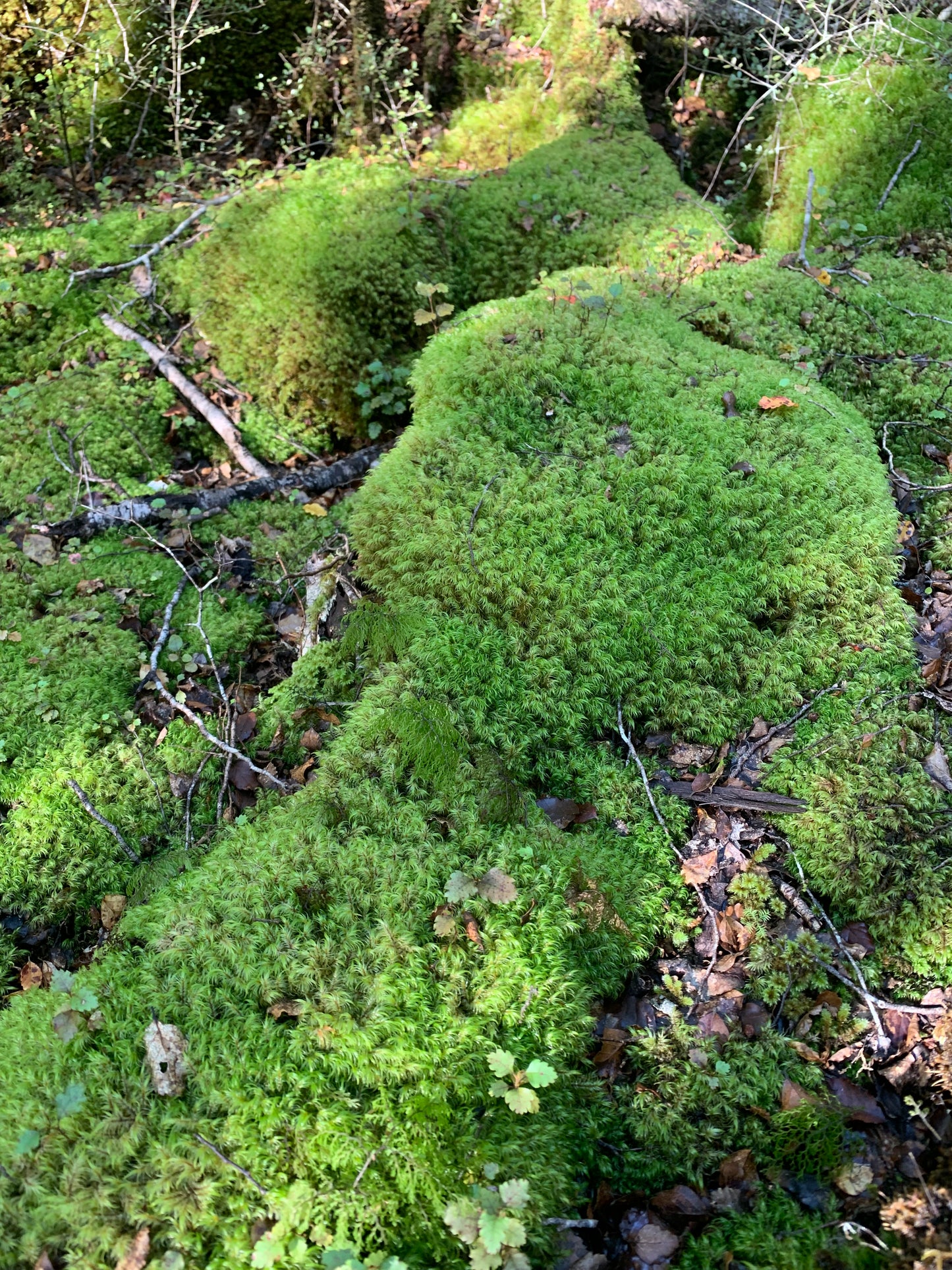 Mood moss (Dicranoloma dicarpum)