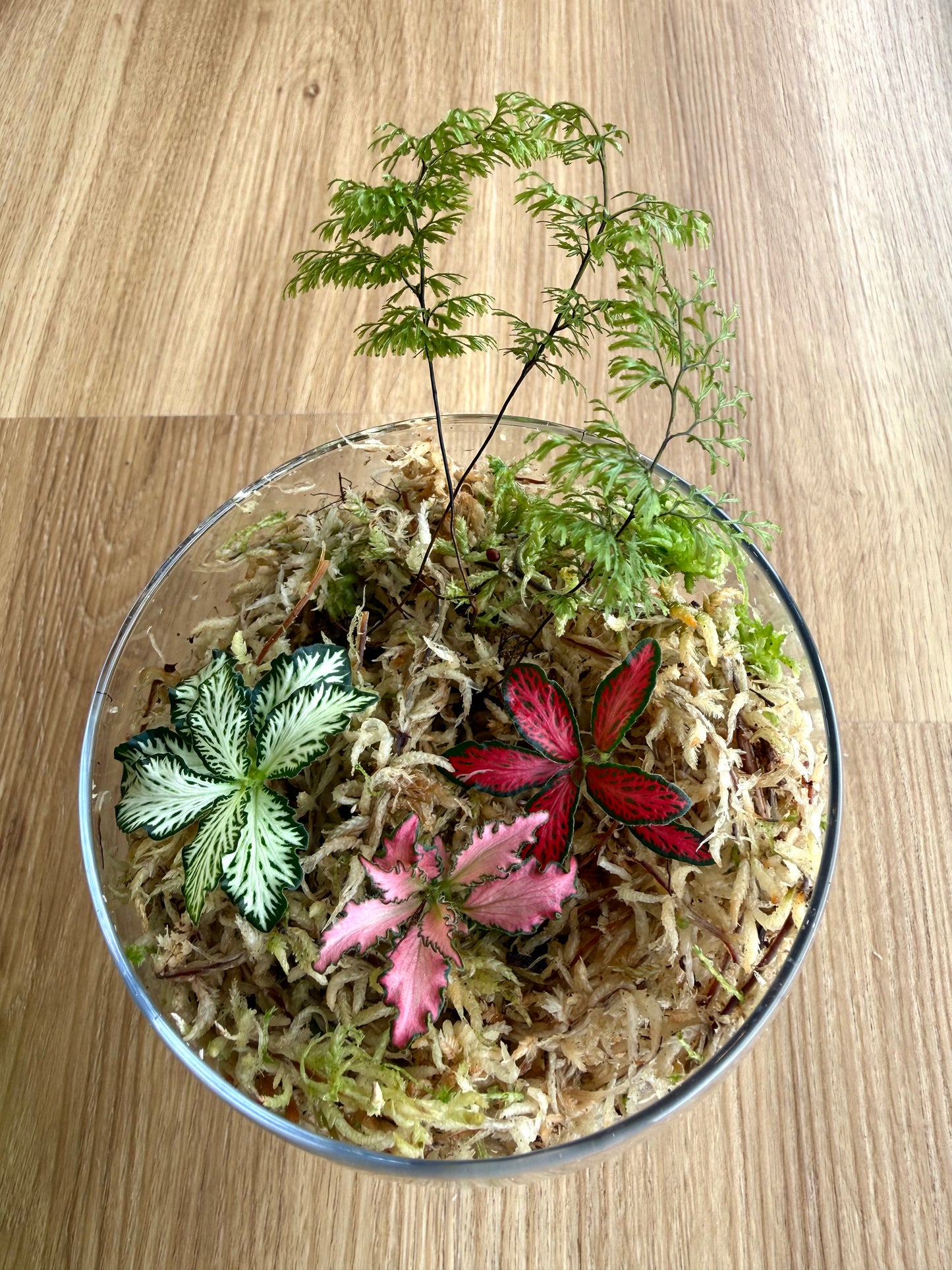 Terrarium Plants Rooted Cutting Pack