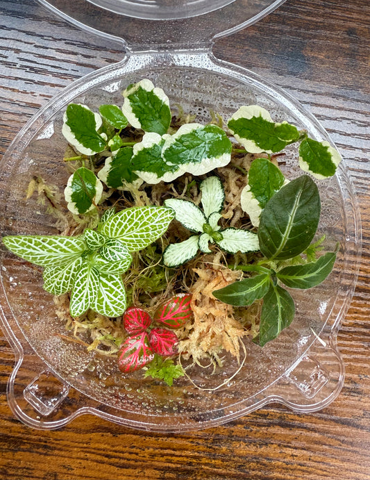 Terrarium Plants Rooted Cutting Pack