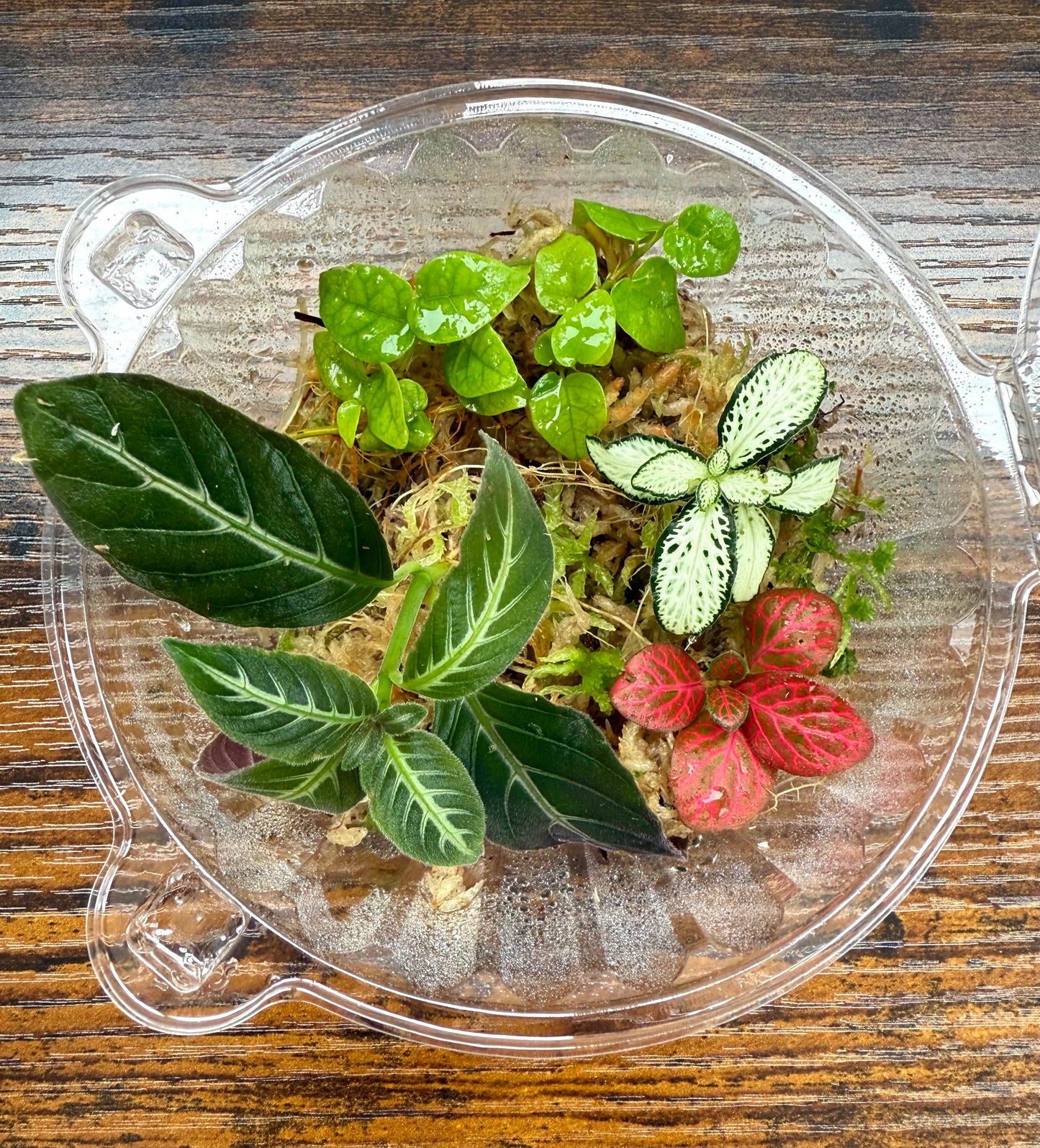 Terrarium Plants Rooted Cutting Pack
