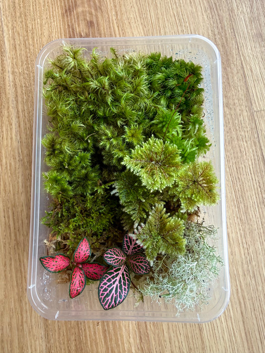 7 Moss Varieties + 2 Fittonia Cuttings