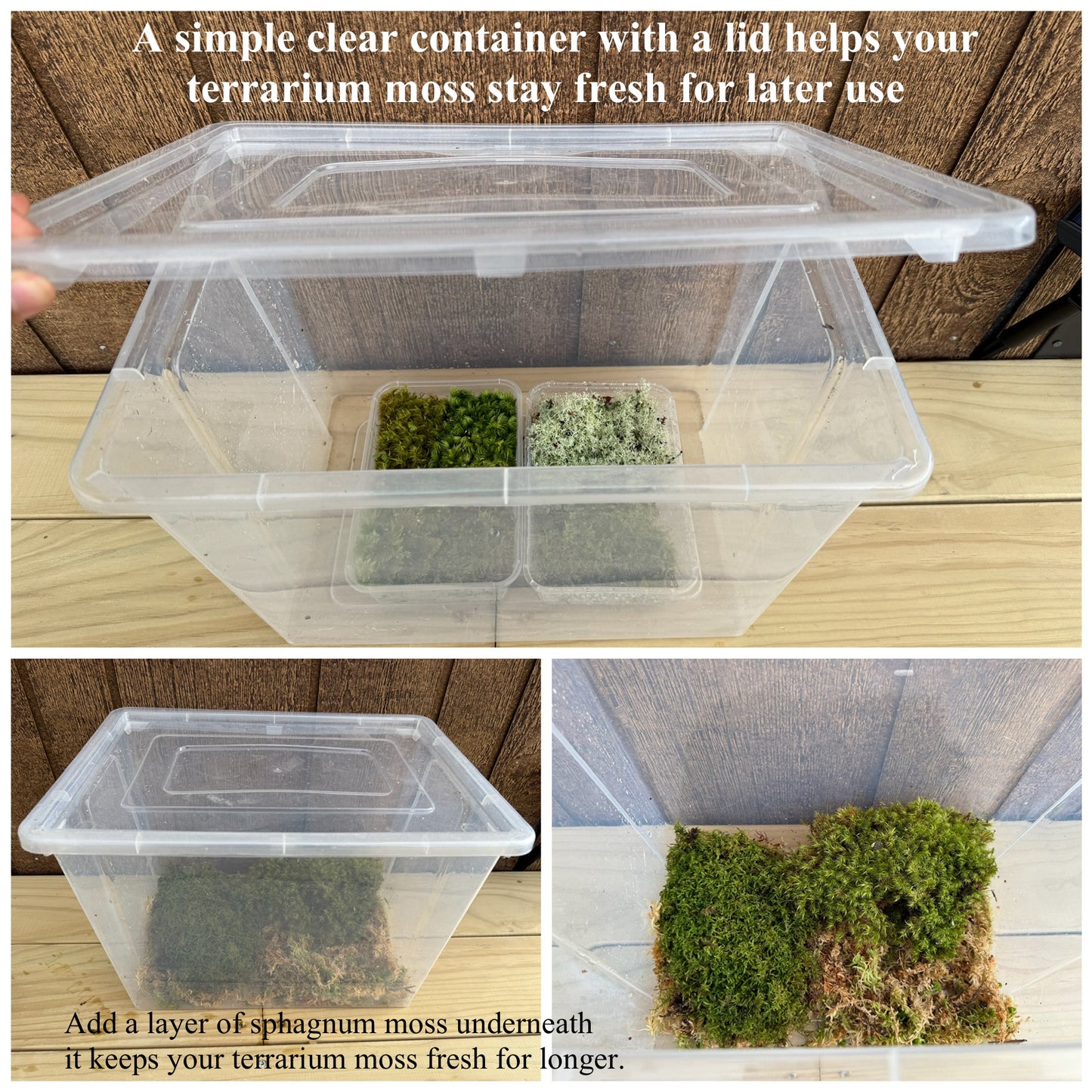 Living Terrarium Moss – 7 Beautiful Varieties (Best Seller)