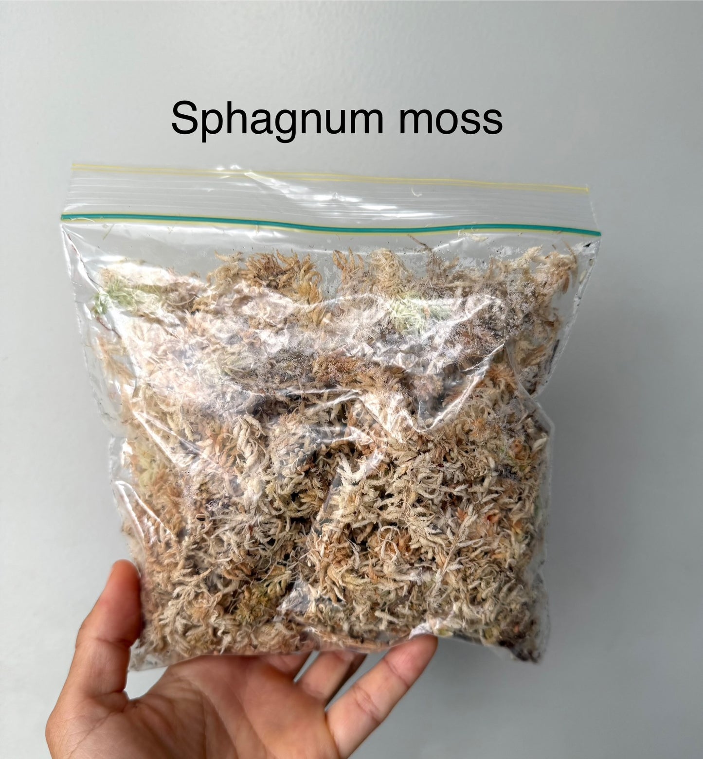 DIY Starter Magical Moss Terrarium Kit