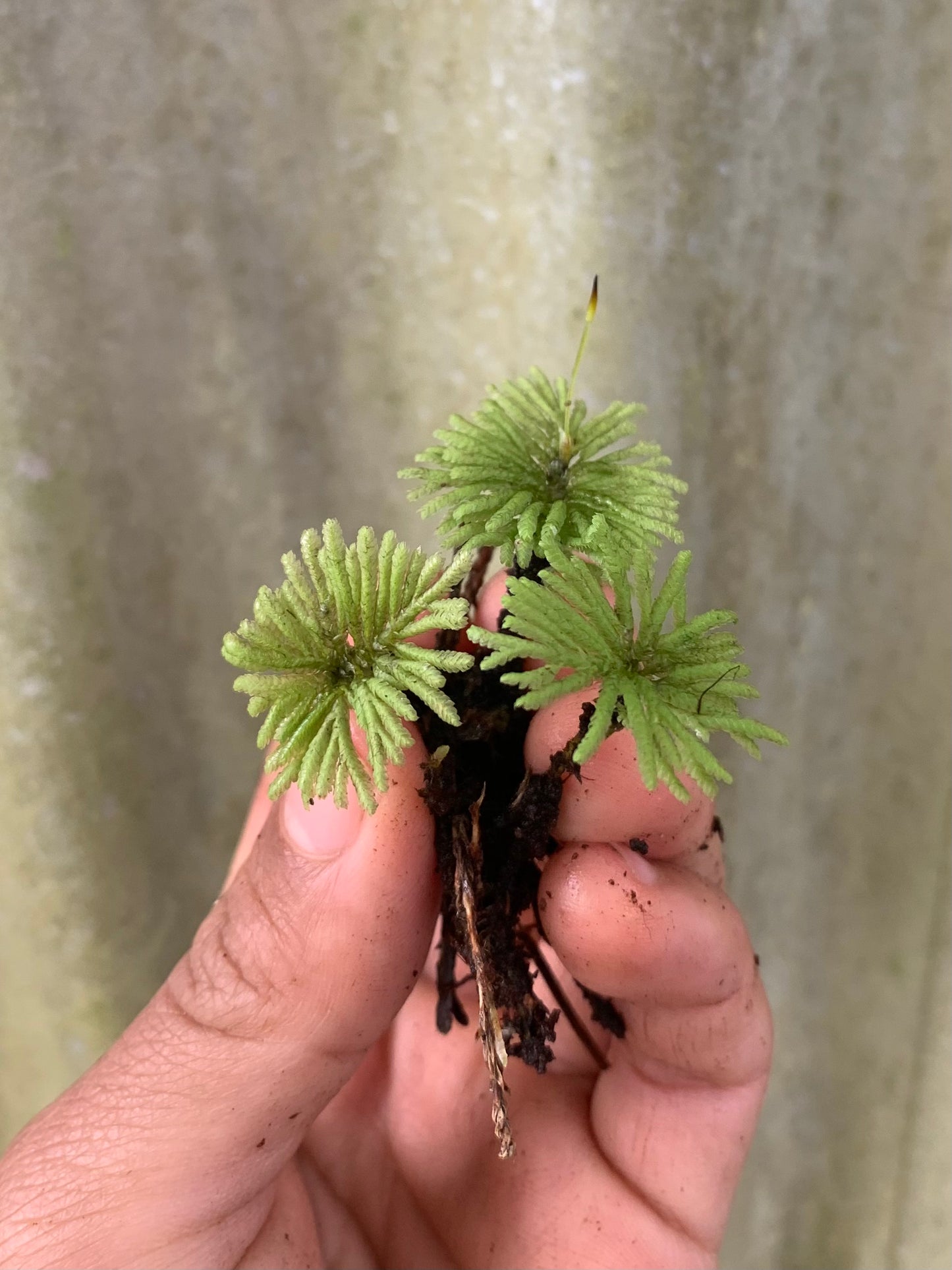 Umbrella Moss #2 (Hypopterygium rotulatum) Rare