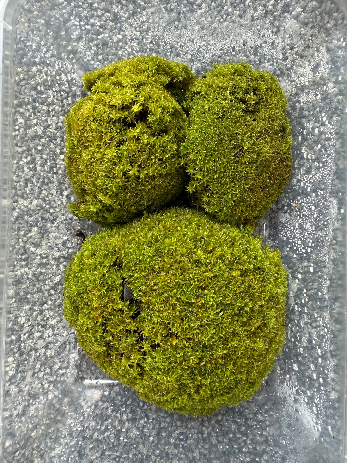 Threaded moss (Bryum moss, Sun Tolerant Moss)