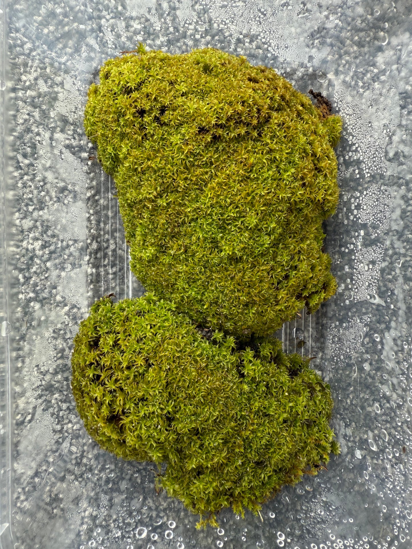 Threaded moss (Bryum moss, Sun Tolerant Moss)