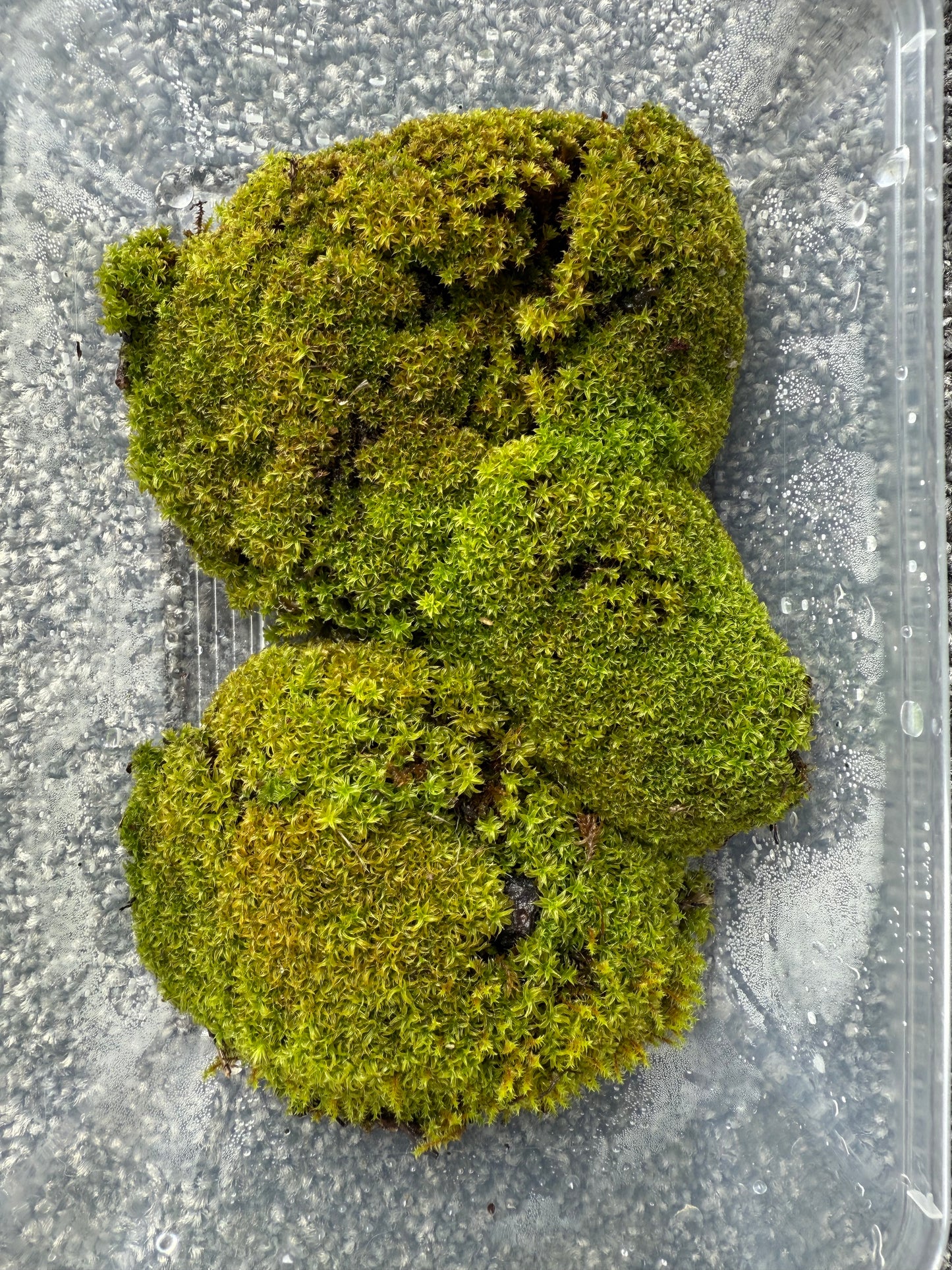 Threaded moss (Bryum moss, Sun Tolerant Moss)