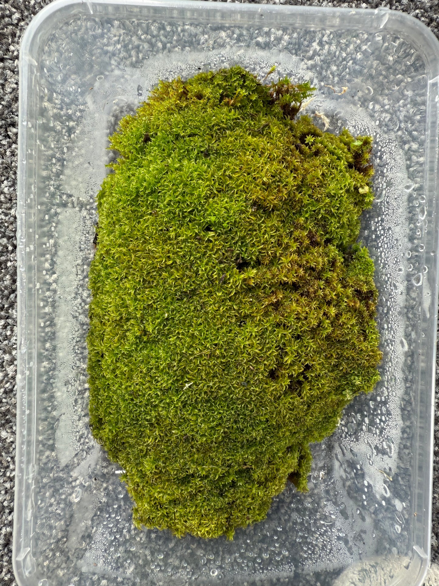 Threaded moss (Bryum moss, Sun Tolerant Moss)