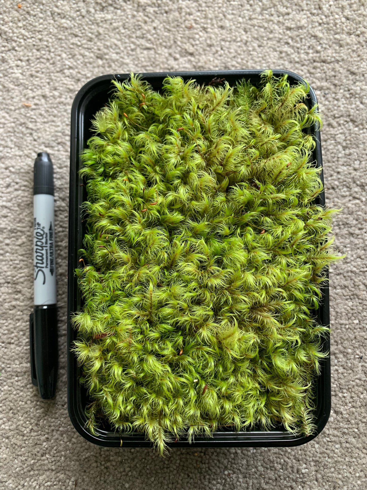 Mood moss (Dicranoloma dicarpum)
