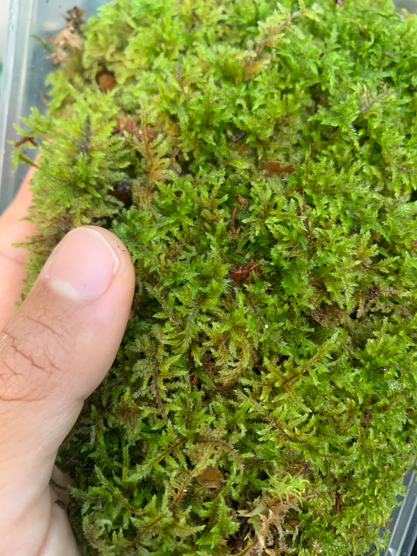 Fern Moss (Thuidium furfurosum)