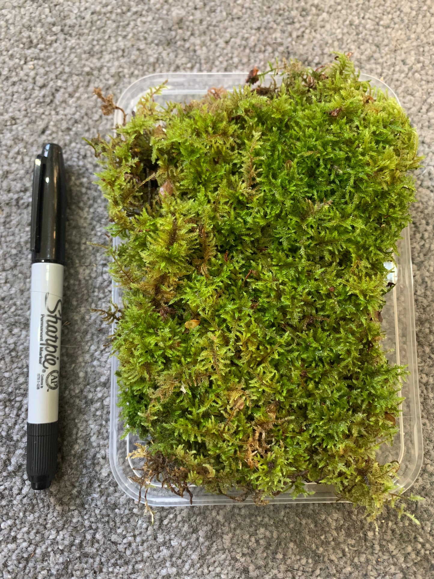 Fern Moss (Thuidium furfurosum)