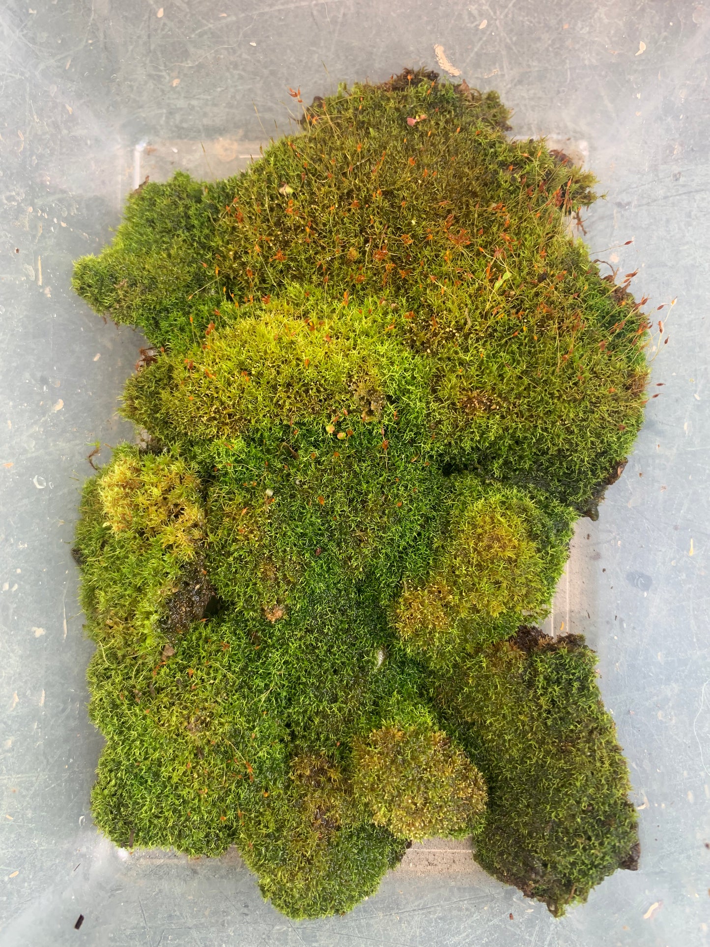 Threaded moss (Bryum moss, Sun Tolerant Moss)
