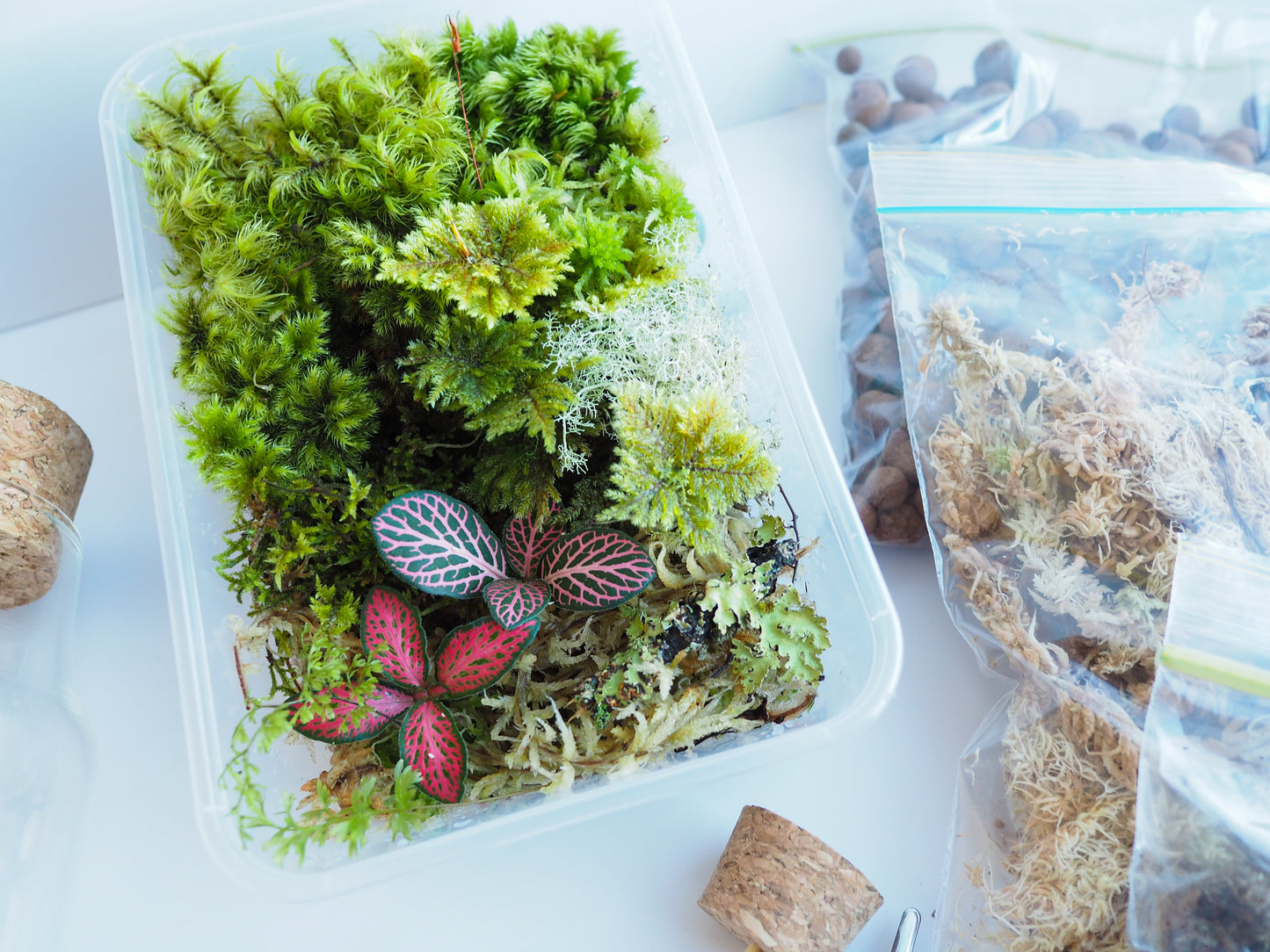 DIY Full Terrarium Starter Kit – Glass Jar, Plants & Tools Included