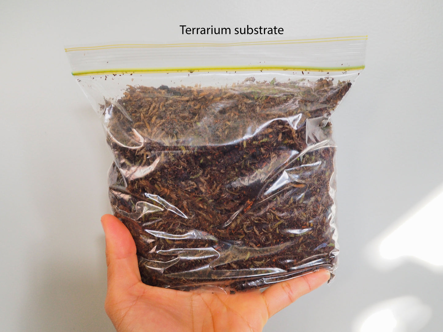 DIY Starter Magical Moss Terrarium Kit